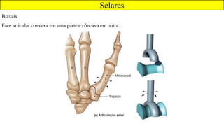 Selares
Biaxais
Face articular convexa em uma parte e côncava em outra.
 