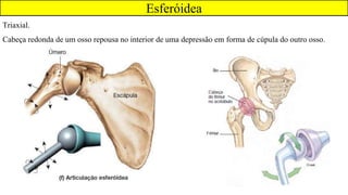Esferóidea
Triaxial.
Cabeça redonda de um osso repousa no interior de uma depressão em forma de cúpula do outro osso.
 