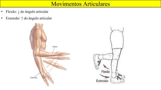 Movimentos Articulares
• Flexão: ↓ do ângulo articular
• Extensão: ↑ do ângulo articular
 