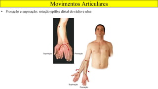 Movimentos Articulares
• Pronação e supinação: rotação epífise distal do rádio e ulna
 