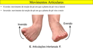 Movimentos Articulares
• Eversão: movimento de torção do pé em que a planta do pé vira a lateral
• Inversão: movimento de torção do pé em qu a planta do pé vira o meio
 