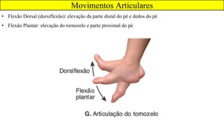 • Flexão Dorsal (dorsiflexão): elevação da parte distal do pé e dedos do pé
• Flexão Plantar: elevação do tornozelo e parte proximal do pé
Movimentos Articulares
 