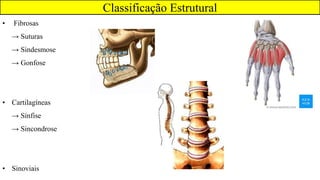 • Fibrosas
→ Suturas
→ Sindesmose
→ Gonfose
• Cartilagíneas
→ Sínfise
→ Sincondrose
• Sinoviais
Classificação Estrutural
 