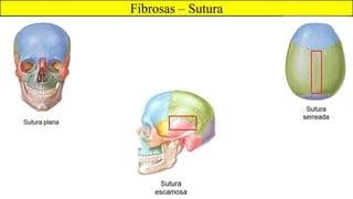 Fibrosas – Sutura
 