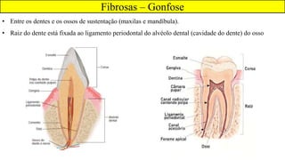 Fibrosas – Gonfose
• Entre os dentes e os ossos de sustentação (maxilas e mandíbula).
• Raiz do dente está fixada ao ligamento periodontal do alvéolo dental (cavidade do dente) do osso
 