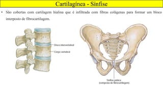 Cartilagínea - Sínfise
• São cobertas com cartilagem hialina que é infiltrada com fibras colágenas para formar um bloco
interposto de fibrocartilagem.
 