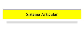 Sistema Articular
 