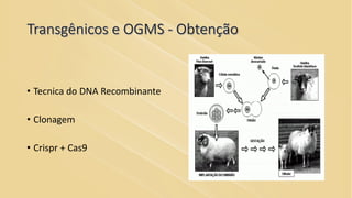 Transgênicos e OGMS - Obtenção
• Tecnica do DNA Recombinante
• Clonagem
• Crispr + Cas9
 