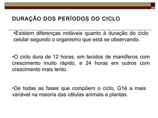 DURAÇÃO DOS PERÍODOS DO CICLO
•Existem diferenças notáveis quanto à duração do ciclo
celular segundo o organismo que está se observando.
•O ciclo dura de 12 horas, em tecidos de mamíferos com
crescimento muito rápido, e 24 horas em outros com
crescimento mais lento.
•De todas as fases que compõem o ciclo, G1é a mais
variável na maioria das células animais e plantas.
 