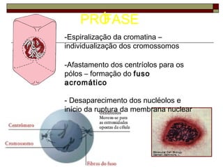 PRÓFASE
-Espiralização da cromatina –
individualização dos cromossomos
-Afastamento dos centríolos para os
pólos – formação do fuso
acromático
- Desaparecimento dos nucléolos e
início da ruptura da membrana nuclear
 