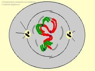 - Cromossomos começam a se condensar;
- Centríolo duplica-se.
 