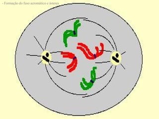 - Formação do fuso acromático e ásteres
 