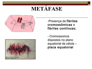 METÁFASE
-Presença de fibrilas
cromossômicas e
fibrilas contínuas;
- Cromossomos
dispostos no plano
equatorial da célula –
placa equatorial
 