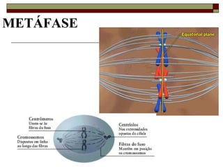 METÁFASE
 