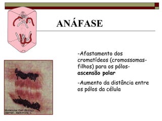 ANÁFASE
-Afastamento dos
cromatídeos (cromossomas-
filhos) para os pólos-
ascensão polar
-Aumento da distância entre
os pólos da célula
 