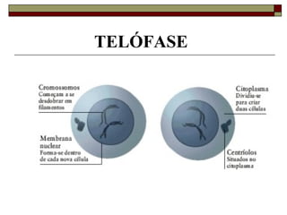 TELÓFASE
 
