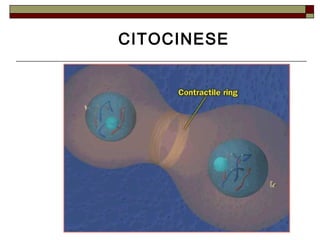 CITOCINESE
 
