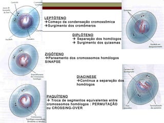 LEPTÓTENO
Começo da condensação cromossômica
Surgimento dos cromômeros
ZIGÓTENO
Pareamento dos cromossomos homólogos
SINAPSE
PAQUÍTENO
 Troca de segmentos equivalentes entre
cromossomos homólogos : PERMUTAÇÃO
ou CROSSING-OVER
DIPLÓTENO
 Separação dos homólogos
 Surgimento dos quiasmas
DIACINESE
Continua a separação dos
homólogos
 
