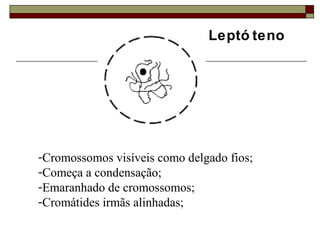 Leptó teno
-Cromossomos visíveis como delgado fios;
-Começa a condensação;
-Emaranhado de cromossomos;
-Cromátides irmãs alinhadas;
 