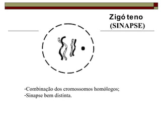 Zigó teno
(SINAPSE)
-Combinação dos cromossomos homólogos;
-Sinapse bem distinta.
 