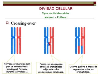  Crossing-over
Tétrada cromatídica (um
par de cromossomas
homólogos) formada
durante a Profase I
Forma-se um quiasma
entre os cromatídeos
adjacentes dos
cromossomas homólogos.
Ocorre quebra e troca de
segmentos entre os
cromatídeos.
DIVISÃO CELULAR
Tipos de divisão celular
Meiose I – Prófase I
 
