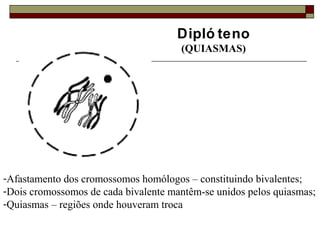 Dipló teno
(QUIASMAS)
-Afastamento dos cromossomos homólogos – constituindo bivalentes;
-Dois cromossomos de cada bivalente mantêm-se unidos pelos quiasmas;
-Quiasmas – regiões onde houveram troca
 