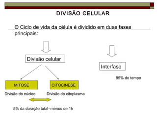 DIVISÃO CELULAR
O Ciclo de vida da célula é dividido em duas fases
principais:
Divisão celular
Interfase
MITOSE CITOCINESE
Divisão do núcleo Divisão do citoplasma
5% da duração total=menos de 1h
95% do tempo
 