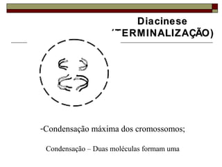 DiacineseDiacinese
(TERMINALIZAÇÃO)(TERMINALIZAÇÃO)
-Condensação máxima dos cromossomos;
Condensação – Duas moléculas formam uma
 