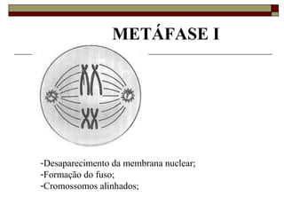 METÁFASE I
-Desaparecimento da membrana nuclear;
-Formação do fuso;
-Cromossomos alinhados;
 