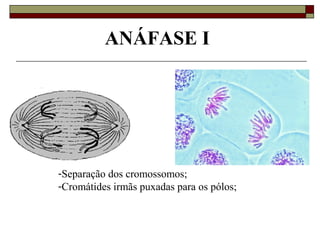 ANÁFASE I
-Separação dos cromossomos;
-Cromátides irmãs puxadas para os pólos;
 