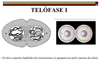 TELÓFASE I
- Os dois conjuntos haplóides de cromossomos se agrupam nos pólos opostos da célula.
 