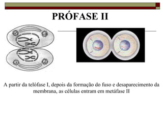 PRÓFASE II
A partir da telófase I, depois da formação do fuso e desaparecimento da
membrana, as células entram em metáfase II
 