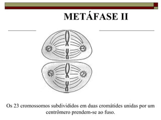 METÁFASE II
Os 23 cromossomos subdivididos em duas cromátides unidas por um
centrômero prendem-se ao fuso.
 