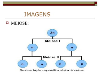 IMAGENS
 MEIOSE:
 