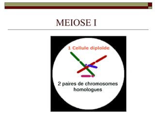 MEIOSE I
 