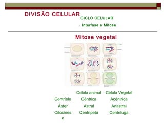 DIVISÃO CELULAR
CICLO CELULAR
· Interfase e Mitose
Mitose vegetal
Celula animal Célula Vegetal
Centríolo Cêntrica Acêntrica
Áster Astral Anastral
Citocines
e
Centripeta Centrifuga
 