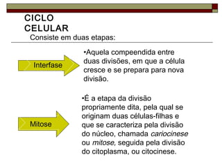 CICLO
CELULAR
Consiste em duas etapas:
Interfase
•Aquela compeendida entre
duas divisões, em que a célula
cresce e se prepara para nova
divisão.
Mitose
•É a etapa da divisão
propriamente dita, pela qual se
originam duas células-filhas e
que se caracteriza pela divisão
do núcleo, chamada cariocinese
ou mitose, seguida pela divisão
do citoplasma, ou citocinese.
 