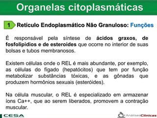 1 Retículo Endoplasmático Não Granuloso: Funções
É responsável pela síntese de ácidos graxos, de
fosfolipídios e de esteroides que ocorre no interior de suas
bolsas e tubos membranosos.
Existem células onde o REL é mais abundante, por exemplo,
as células do fígado (hepatócitos) que tem por função
metabolizar substâncias tóxicas, e as gônadas que
produzem hormônios sexuais (esteróides).
Na célula muscular, o REL é especializado em armazenar
íons Ca++, que ao serem liberados, promovem a contração
muscular.
 