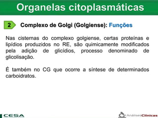 2 Complexo de Golgi (Golgiense): Funções
Nas cisternas do complexo golgiense, certas proteínas e
lipídios produzidos no RE, são quimicamente modificados
pela adição de glicídios, processo denominado de
glicolisação.
É também no CG que ocorre a síntese de determinados
carboidratos.
 