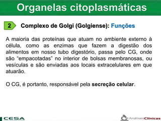 2 Complexo de Golgi (Golgiense): Funções
A maioria das proteínas que atuam no ambiente externo à
célula, como as enzimas que fazem a digestão dos
alimentos em nosso tubo digestório, passa pelo CG, onde
são “empacotadas” no interior de bolsas membranosas, ou
vesículas e são enviadas aos locais extracelulares em que
atuarão.
O CG, é portanto, responsável pela secreção celular.
 
