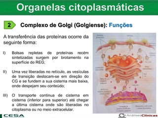 2 Complexo de Golgi (Golgiense): Funções
A transferência das proteínas ocorre da
seguinte forma:
I) Bolsas repletas de proteínas recém
sintetizadas surgem por brotamento na
superfície do REG;
II) Uma vez liberadas no retículo, as vesículas
de transição deslocam-se em direção do
CG e se fundem a sua cisterna mais baixa,
onde despejam seu conteúdo;
III) O transporte continua de cisterna em
cisterna (inferior para superior) até chegar
a última cisterna onde são liberadas no
citoplasma ou no meio extracelular.
 