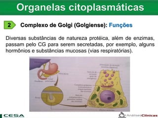 2 Complexo de Golgi (Golgiense): Funções
Diversas substâncias de natureza protéica, além de enzimas,
passam pelo CG para serem secretadas, por exemplo, alguns
hormônios e substâncias mucosas (vias respiratórias).
 