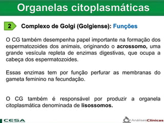 2 Complexo de Golgi (Golgiense): Funções
O CG também desempenha papel importante na formação dos
espermatozoides dos animais, originando o acrossomo, uma
grande vesícula repleta de enzimas digestivas, que ocupa a
cabeça dos espermatozoides.
Essas enzimas tem por função perfurar as membranas do
gameta feminino na fecundação.
O CG também é responsável por produzir a organela
citoplasmática denominada de lisossomos.
 