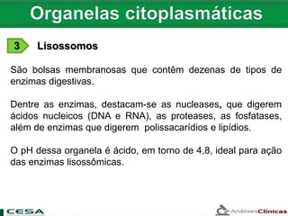 3 Lisossomos
São bolsas membranosas que contêm dezenas de tipos de
enzimas digestivas.
Dentre as enzimas, destacam-se as nucleases, que digerem
ácidos nucleicos (DNA e RNA), as proteases, as fosfatases,
além de enzimas que digerem polissacarídios e lipídios.
O pH dessa organela é ácido, em torno de 4,8, ideal para ação
das enzimas lisossômicas.
 