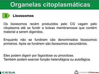 3 Lisossomos
Os lisossomos recém produzidos pelo CG vagam pelo
citoplasma até se fundir a bolsas membranosas que contém
material a serem digeridos.
Enquanto não se fundiram são denominados lisossomos
primários. Após se fundirem são lisossomos secundários.
Eles podem digerir por fagocitose ou pinocitose.
Também podem exercer função heterofágica ou autofágica.
 