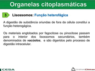3 Lisossomos: Função heterofágica
A digestão de substância oriundas de fora da célula constitui a
função heterogágica.
Os materiais englobados por fagocitose ou pinocitose passam
para o interior dos lisossomos secundários, também
denominados de vacúolos, e são digeridos pelo processo de
digestão intracelular.
 