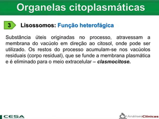 3 Lisossomos: Função heterofágica
Substância úteis originadas no processo, atravessam a
membrana do vacúolo em direção ao citosol, onde pode ser
utilizado. Os restos do processo acumulam-se nos vacúolos
residuais (corpo residual), que se funde a membrana plasmática
e é eliminado para o meio extracelular – clasmocitose.
 