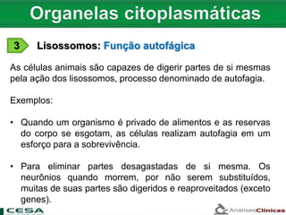 3 Lisossomos: Função autofágica
As células animais são capazes de digerir partes de si mesmas
pela ação dos lisossomos, processo denominado de autofagia.
Exemplos:
• Quando um organismo é privado de alimentos e as reservas
do corpo se esgotam, as células realizam autofagia em um
esforço para a sobrevivência.
• Para eliminar partes desagastadas de si mesma. Os
neurônios quando morrem, por não serem substituídos,
muitas de suas partes são digeridos e reaproveitados (exceto
genes).
 