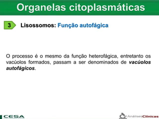 3 Lisossomos: Função autofágica
O processo é o mesmo da função heterofágica, entretanto os
vacúolos formados, passam a ser denominados de vacúolos
autofágicos.
 