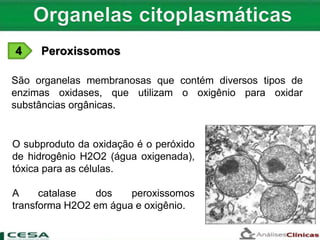 4 Peroxissomos
São organelas membranosas que contém diversos tipos de
enzimas oxidases, que utilizam o oxigênio para oxidar
substâncias orgânicas.
O subproduto da oxidação é o peróxido
de hidrogênio H2O2 (água oxigenada),
tóxica para as células.
A catalase dos peroxissomos
transforma H2O2 em água e oxigênio.
 